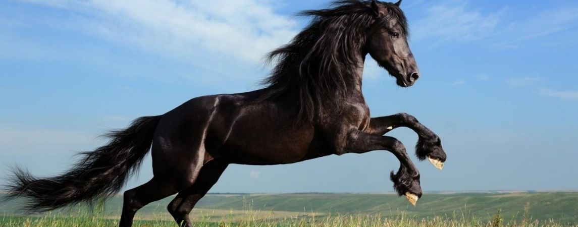 2026 At Yılında Enerjiler Dörtnala